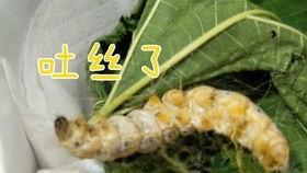 养蚕视频,从孵化到吐丝的蜕变之旅