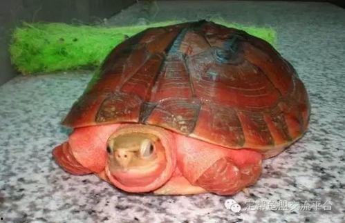 金钱龟视频