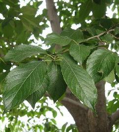 杜仲视频,神奇植物，养生保健的绿色瑰宝