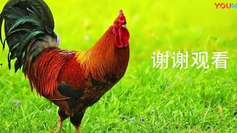 关于鸡的视频,揭秘家禽养殖与生活习性