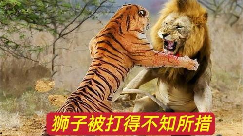 老虎vs狮子视频,老虎与狮子的激战实况解析