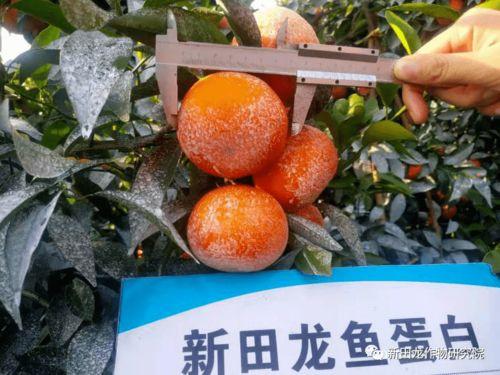 沃柑视频,视频揭秘沃柑种植与美味之旅