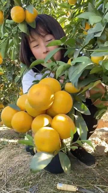 沃柑视频,视频揭秘沃柑种植与美味之旅