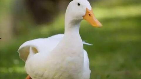 鸭子交配视频,揭秘鸭子交配的奇妙过程