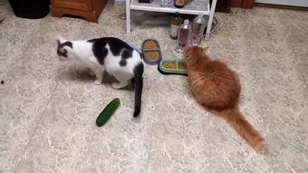 猫打狗视频,一场意想不到的打斗视频回顾