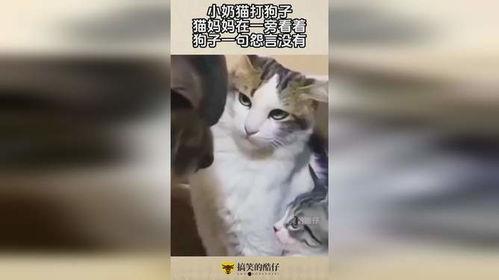 猫打狗视频,一场意想不到的打斗视频回顾