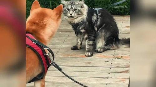 猫打狗视频,一场意想不到的打斗视频回顾