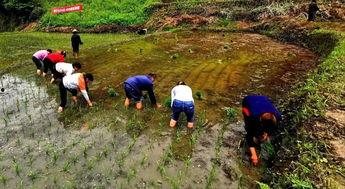 插秧的视频,插秧视频中的农耕之美