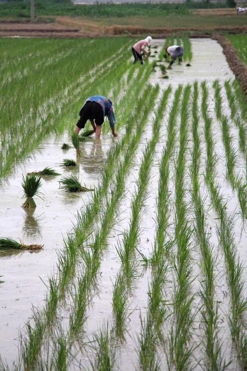 插秧的视频,插秧视频中的农耕之美