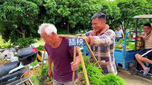 插秧的视频,插秧视频中的农耕之美