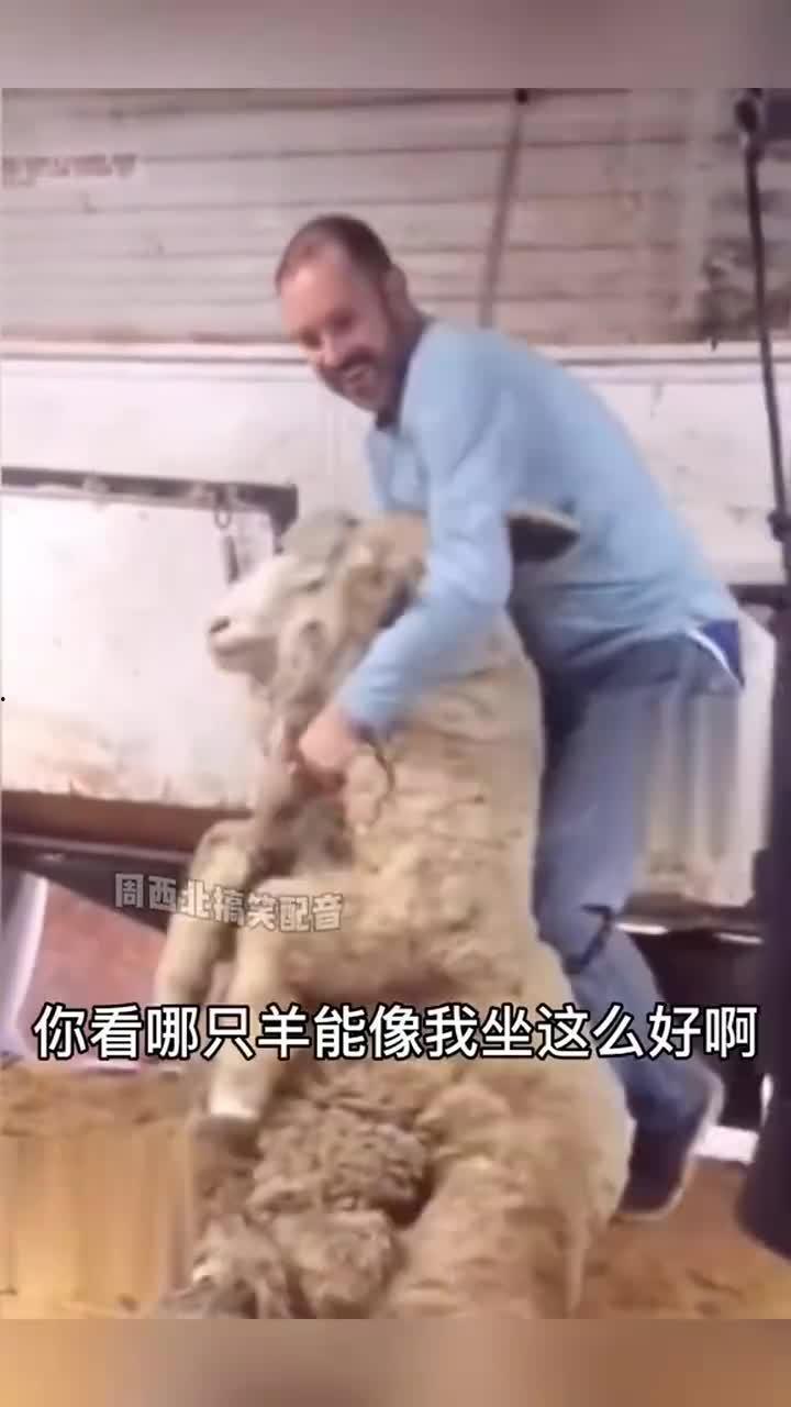 配羊视频,视频记录田园牧歌之美