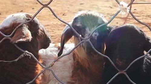 配羊视频,视频记录田园牧歌之美