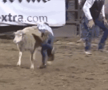 骑羊视频,一场骑羊视频的奇幻之旅