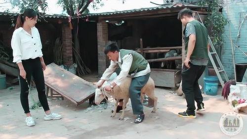 骑羊视频,一场骑羊视频的奇幻之旅