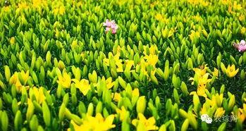 百合种植视频,从播种到收获的视觉之旅