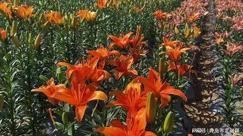 百合种植视频,从播种到收获的视觉之旅