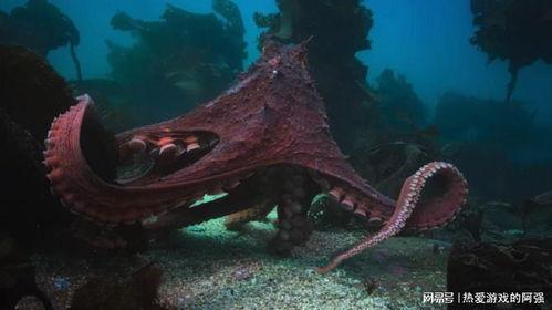 巨型章鱼视频,巨型章鱼惊悚探秘之旅