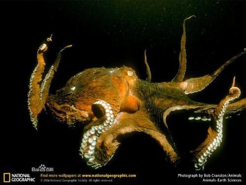 巨型章鱼视频,巨型章鱼惊悚探秘之旅