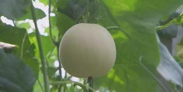 甜瓜视频,带你探索短视频世界的无限魅力