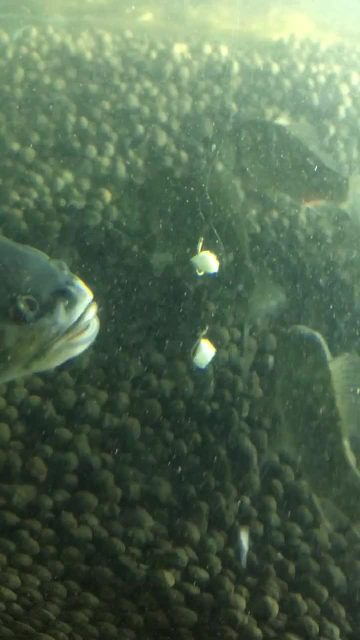 鱼 视频,鱼视频深度解析