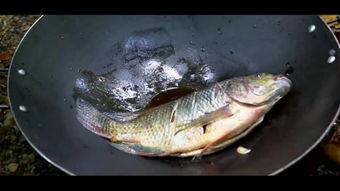 鱼 视频,鱼视频深度解析