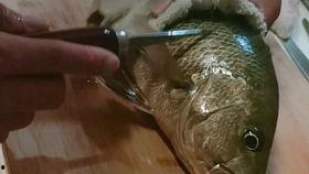 鱼 视频,鱼视频深度解析