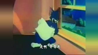 东北猫视频,萌态可掬的东北猫咪风采展示