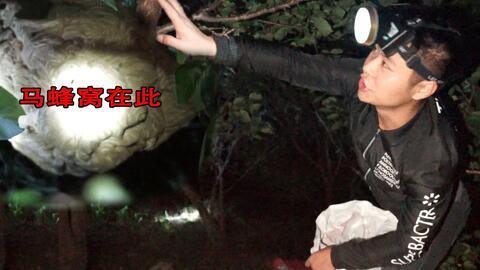 抓马蜂视频,勇敢者与狂野马蜂的生死较量
