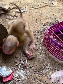 野生猴子视频,自然界的欢乐时光