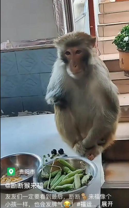 野生猴子视频,自然界的欢乐时光