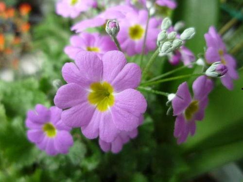 樱草视频,探寻自然之美，感受生命律动