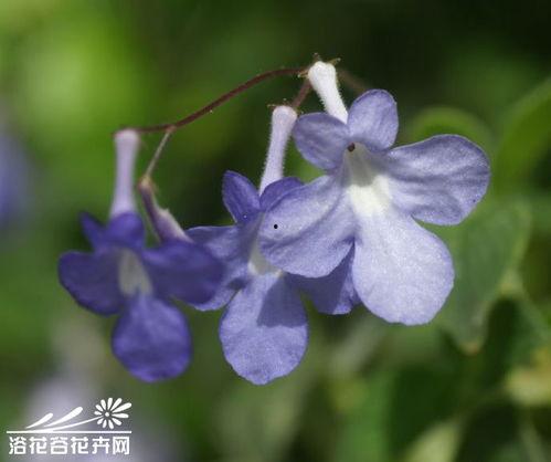 樱草视频,探寻自然之美，感受生命律动