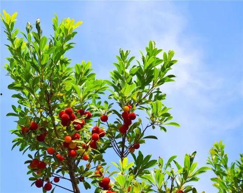 红山果视频,探寻红色记忆，传承革命精神