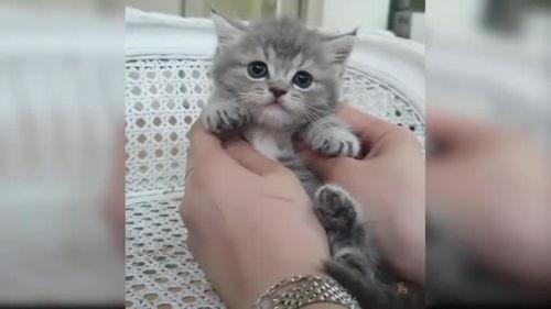 可爱的小猫视频,小猫视频里的可爱日常