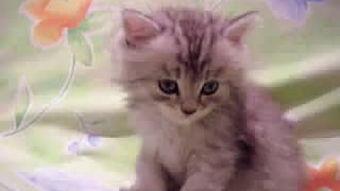 可爱的小猫视频,小猫视频里的可爱日常