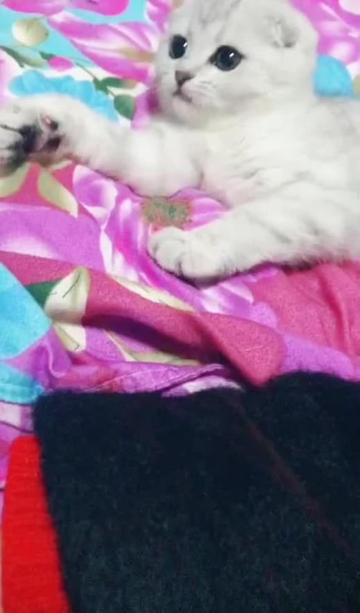 可爱的小猫视频,小猫视频里的可爱日常