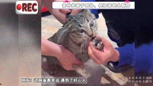 猫抓鸟视频,一场趣味横生的追逐战