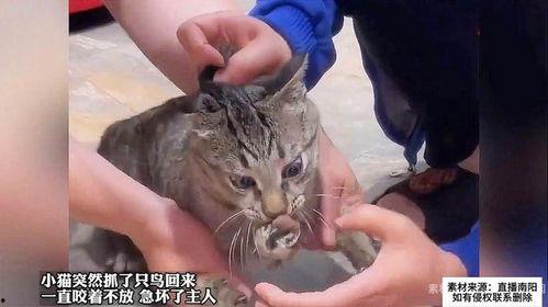 猫抓鸟视频,一场趣味横生的追逐战