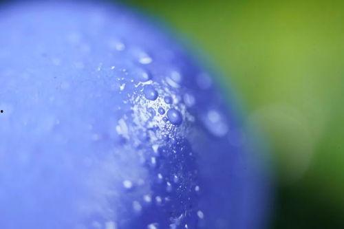 水莓视频,探索科技与生活的无限可能