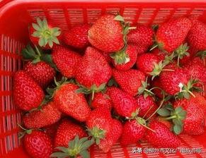 水莓视频,探索科技与生活的无限可能