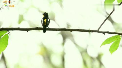 白眉姬鹟叫声视频,揭秘山林中的清脆旋律