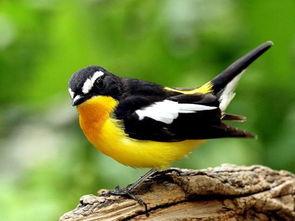 白眉姬鹟叫声视频,揭秘山林中的清脆旋律