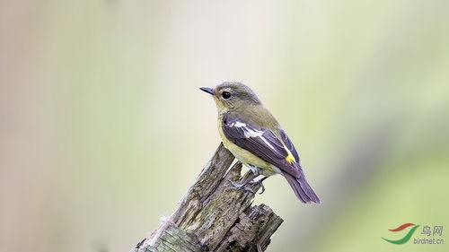 白眉姬鹟叫声视频,揭秘山林中的清脆旋律