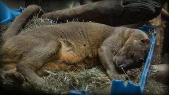 视频交配,自然界的繁衍奇观