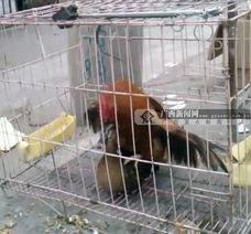 视频交配,自然界的繁衍奇观