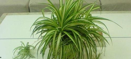 吊兰视频,视频教程解析