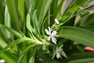 吊兰视频,视频教程解析