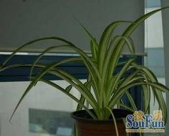 吊兰视频,视频教程解析