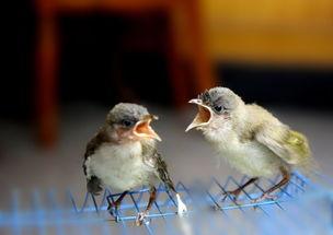 两只小鸟视频,两只小鸟的欢乐互动瞬间