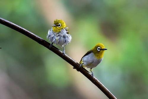 两只小鸟视频,两只小鸟的欢乐互动瞬间